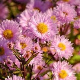 Aster n.-b. 'Fellowship'  Pot 9 