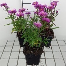 Aster n.-b. 'Karminkuppel'  Pot 9 