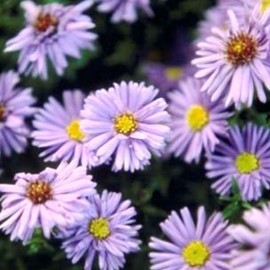 Aster n.-b. 'Marie Ballard'  Pot 9 