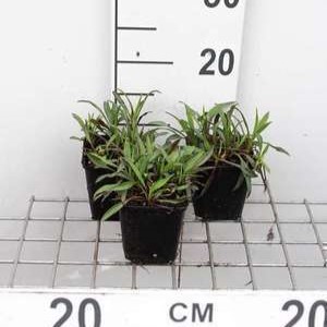 Aster n.-b. 'Patricia Ballard'  Pot 9 