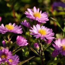 Aster n.-b. 'Sarah Ballard'  Pot 9 