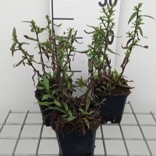 Aster n.-b. 'Winston Churchill'  Pot 9 