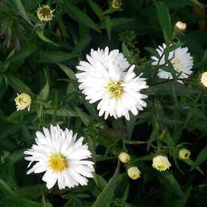 Aster n.-b. 'White Lady'  Pot 9 