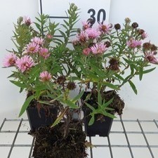 Aster n.-a. 'Harrington's Pink'  Pot 9 