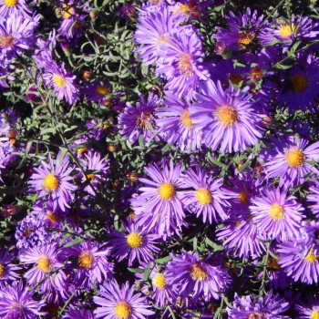 Aster n.-a. 'Purple Dome'  Pot 9 