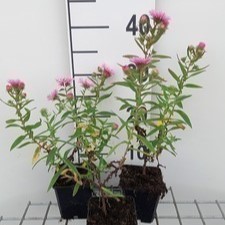 Aster n.-a. 'Rudelsburg'  Pot 9 