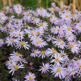 Aster pyrenaeus 'Lutetia'  Pot 9 