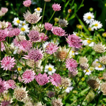 Astrantia major  Pot 9 