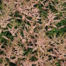 Astilbe (s) 'Hennie Graafland'  Pot 9 