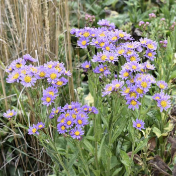 Aster tataricus 'Jindai'  Pot 9 