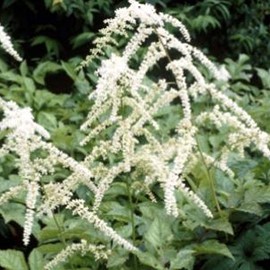 Astilbe (t) 'Prof. van der Wielen'  Pot 9 