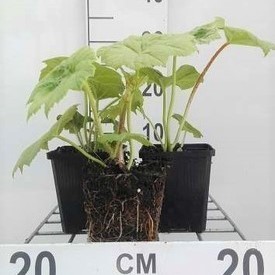 Astilboides tabularis (=rodgersia tabularis)  Pot 9 