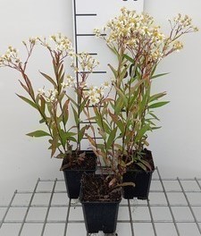 Aster umbellatus 'Weisser Schirm'  Pot 9 