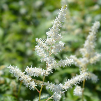 Astilbe (a) 'Weisse Gloria'  Pot 9 