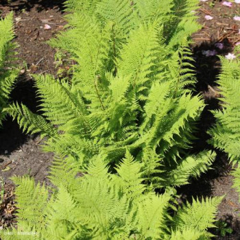 Athyrium filix-femina 'Rotstiel'  Pot 9 