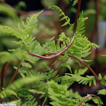 Athyrium filix-femina 'Lady In Red'  Pot 9 