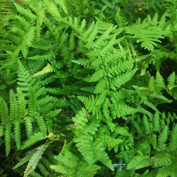 Athyrium filix-femina  CT 2 litres 