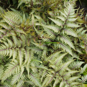 Athyrium nip. 'Pewter Lace'  Pot 9 