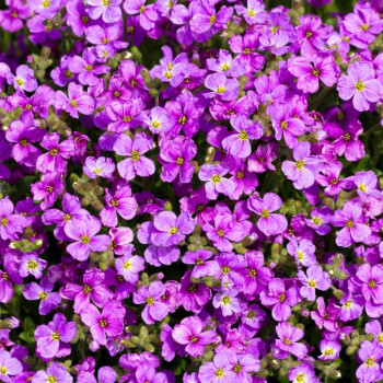 Aubrieta hybr. 'Cascade Purple'  Pot 9 