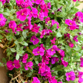 Aubrieta hybr. 'Cascade Red'  Pot 9 