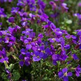 Aubrieta hybr. 'Hamburger Stadtpark'  Pot 9 