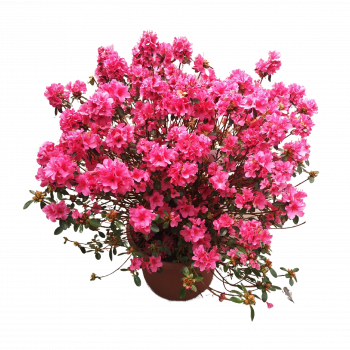 Azalea jap. roze - rose 0.30 à 0.40 m Cont. 