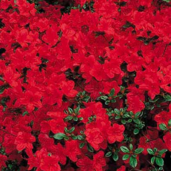 Azalea jap. rood - rouge 0.30 à 0.40 m Cont. 