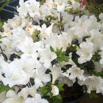 Azalea jap. wit - blanc 0.30 à 0.40 m Cont. 