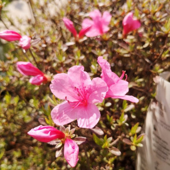 AZALEA MME VAN HECKE