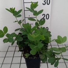 Baptisia hybr. 'Lemon Merengue'  Pot 9 