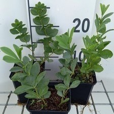 Baptisia australis  Pot 9 