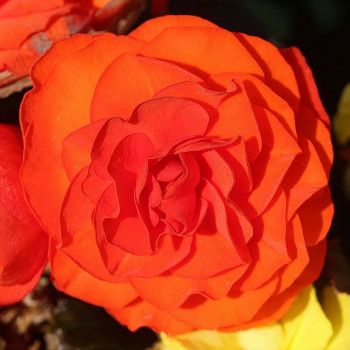 Begonia dubbel oranje/orange  X3 