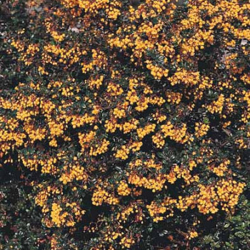 Berberis darwinii 0.25 à 0.30 m Cont. 