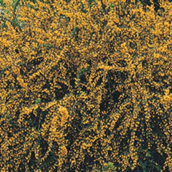 Berberis stenophylla 0.40 à 0.50 m Cont. 