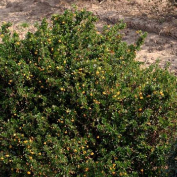 Berberis buxifolia 'Nana' 0.20 à 0.25 m Cont. 