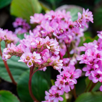 Bergenia cord. 'Rotblum'  Pot 9 