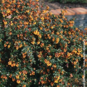Berberis darwinii 'Compacta' 0.20 à 0.25 m CT 