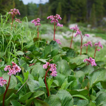 Bergenia cordifolia  CT 2 litres 