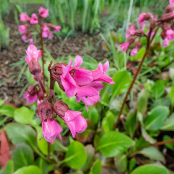 Bergenia purpurascens  Pot 9 