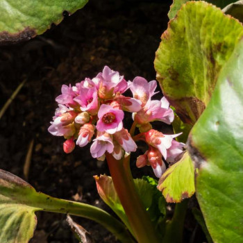 Bergenia hybr. 'Baby Doll'  Pot 9 