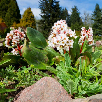 Bergenia hybr. 'Bressingham White'  Pot 9 