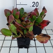 Bergenia hybr. 'Ouverture'  Pot 9 