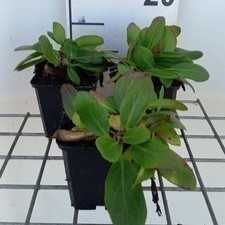 Bergenia hybr. 'Silberlicht'  Pot 9 