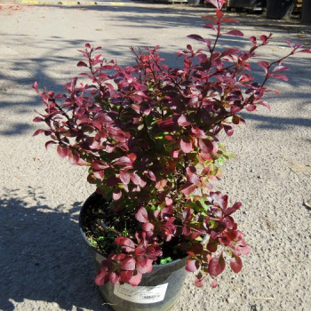 Berberis thunb. 'Atr. Nana' (= 'little favourite') 0.20 à 0.25 m Cont. 