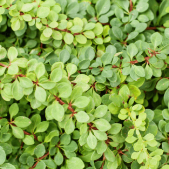 Berberis thunb. 'Green Carpet' 0.25 à 0.30 m Cont. 