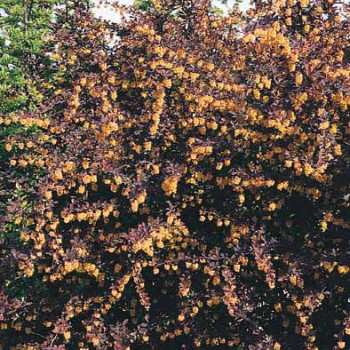 Berberis thunb. 'Atropurpurea' 0.30 à 0.40 m Cont. 