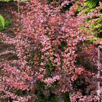 Berberis thunb. 'Harlequin' 0.30 à 0.40 m Cont. 