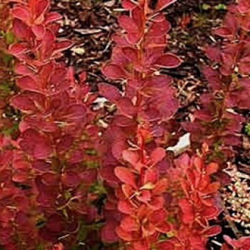 Berberis thunb. 'Red Rocket' 0.25 à 0.30 m Cont. 