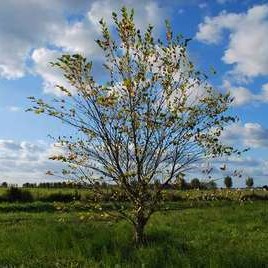 Betula nigra ( rubra) 2.5 à 3 m MOTTE GRILLAGEE CEPEE 