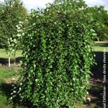 Betula nigra 'Summer Cascade'® Tige 8/10 Cont. 